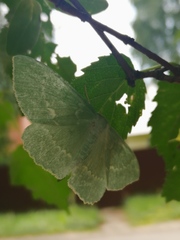 Geometra papilionaria