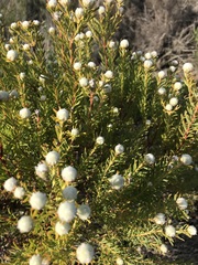 Leucadendron linifolium