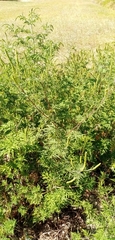 Erythrostemon gilliesii