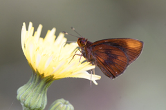 Miltomiges cinnamomea