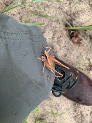 Tettigoniinae