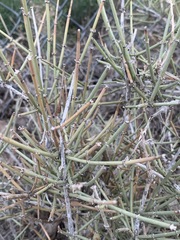 Ephedra torreyana