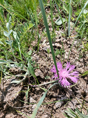 Psephellus sibiricus