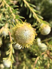 Leucadendron linifolium