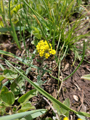 Odontarrhena obovata