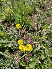 Odontarrhena obovata