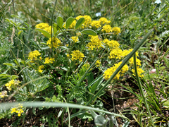 Odontarrhena obovata