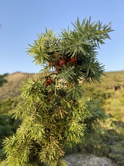 Juniperus deltoides
