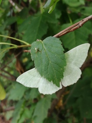 Geometra papilionaria