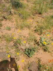 Verbesina encelioides