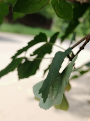 Geometra papilionaria