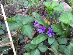 Viola philippica