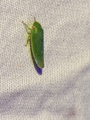 Gyponini