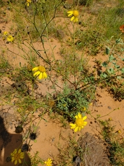 Verbesina encelioides