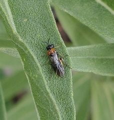 Sterictiphorinae