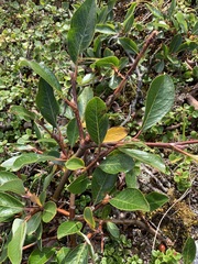 Salix pulchra