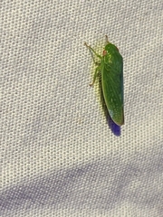 Gyponini