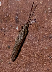 Micromus tasmaniae