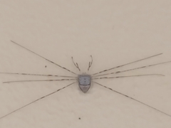 Dicranopalpus ramosus