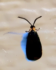 Acoloithus falsarius