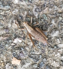 Pholidoptera griseoaptera