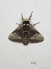 Megalopyge