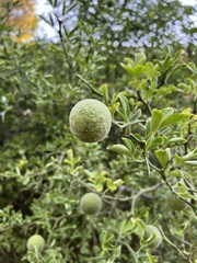 Citrus trifoliata
