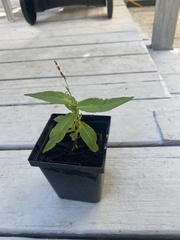 Persicaria pensylvanica