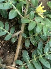Tribulus terrestris