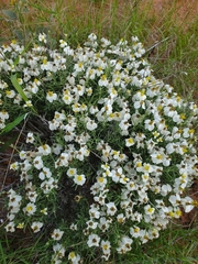 Zinnia acerosa