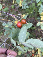 Rosa majalis
