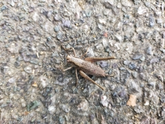 Pholidoptera griseoaptera