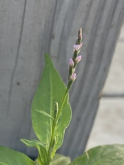 Persicaria pensylvanica