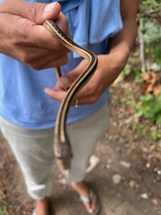 Thamnophis saurita