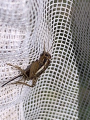 Allonemobius fasciatus