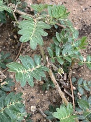 Tribulus terrestris
