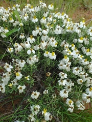 Zinnia acerosa