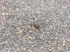 Pholidoptera griseoaptera