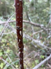 Rosa majalis