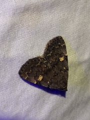 Idia diminuendis