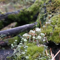 Cladonia pyxidata