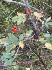 Rosa majalis