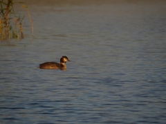 Podiceps cristatus