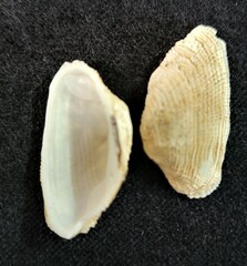 Acar rostae