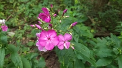 Phlox paniculata