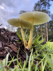 Leucocoprinus birnbaumii