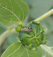 Neotephritis finalis