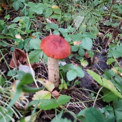 Leccinum albostipitatum