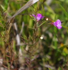 Agalinis purpurea