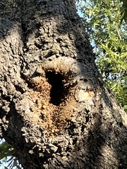 Apinae